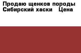 Продаю щенков породы Сибирский хаски › Цена ­ 20 000 - Челябинская обл. Животные и растения » Собаки   